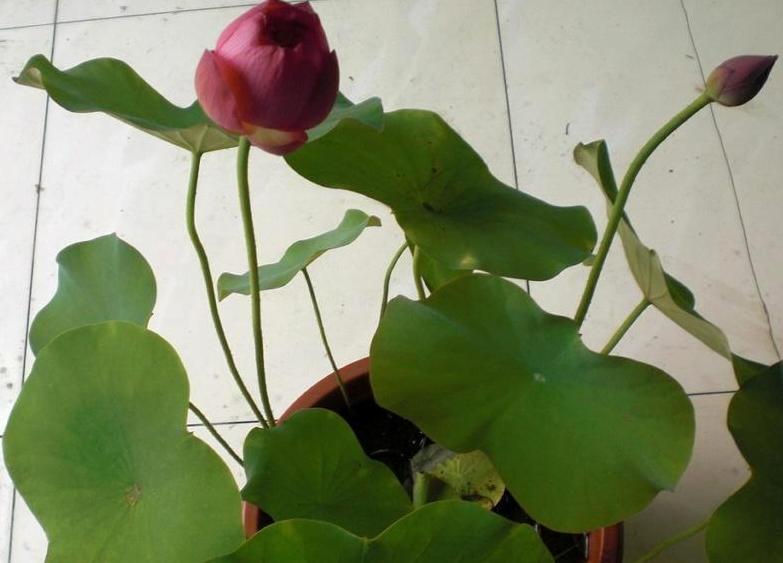 荷花盆栽土怎么准备才能养活呢,令箭荷花换盆用什么土最好