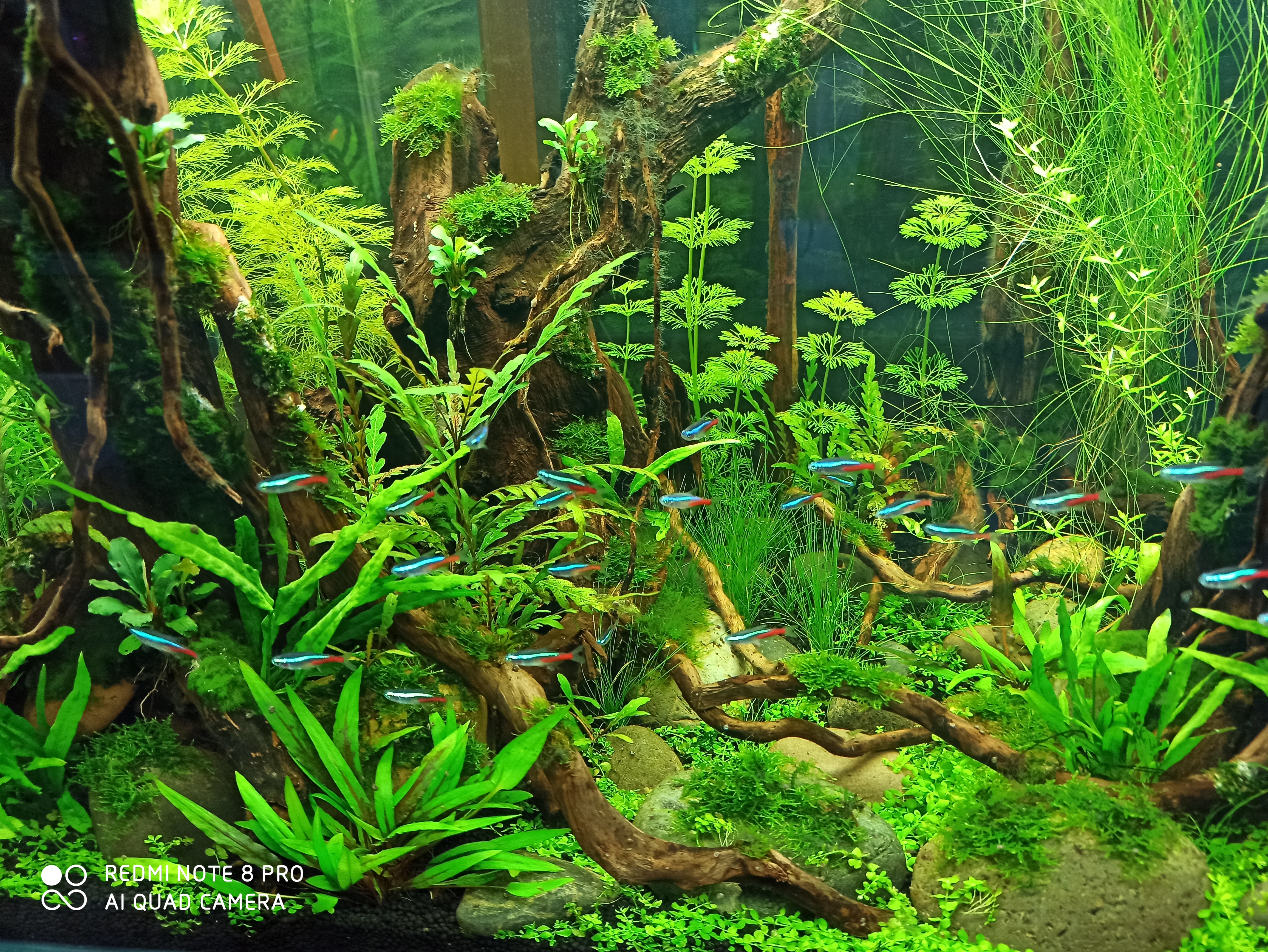 水草缸如何养虾和鱼,水草缸养好水草