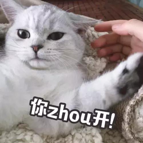 养猫新手入门必知事项及注意事项,新手养猫注意事项及手册