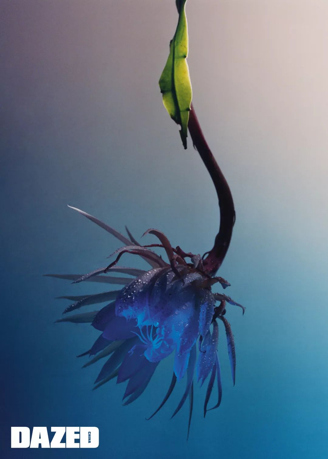 dazed杂志有中国版吗,dazed杂志