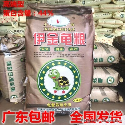 乌龟蛋孵化后期注意事项,乌龟产蛋期间的注意事项