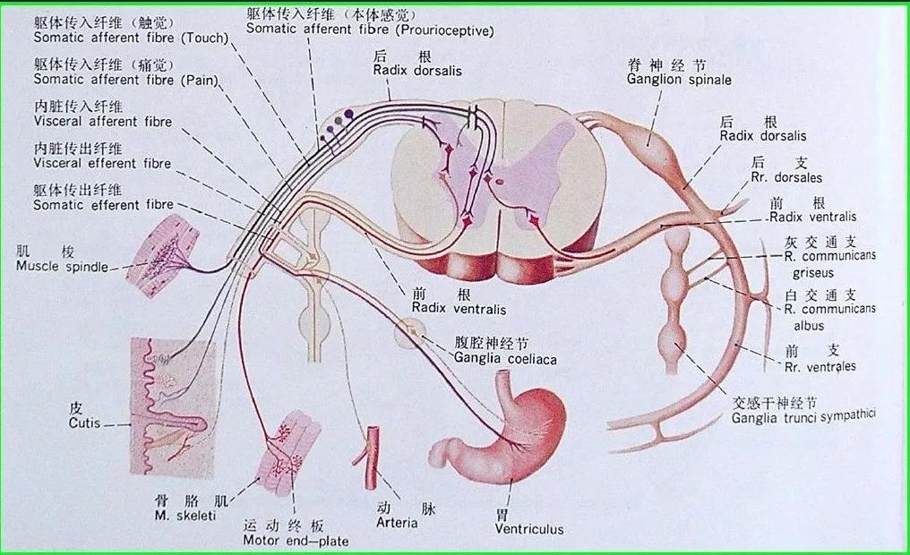 胸椎脊柱问题图解,不容忽视的肩周问题