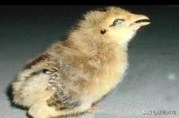 养鸡疾病,冬季养鸡病的防治