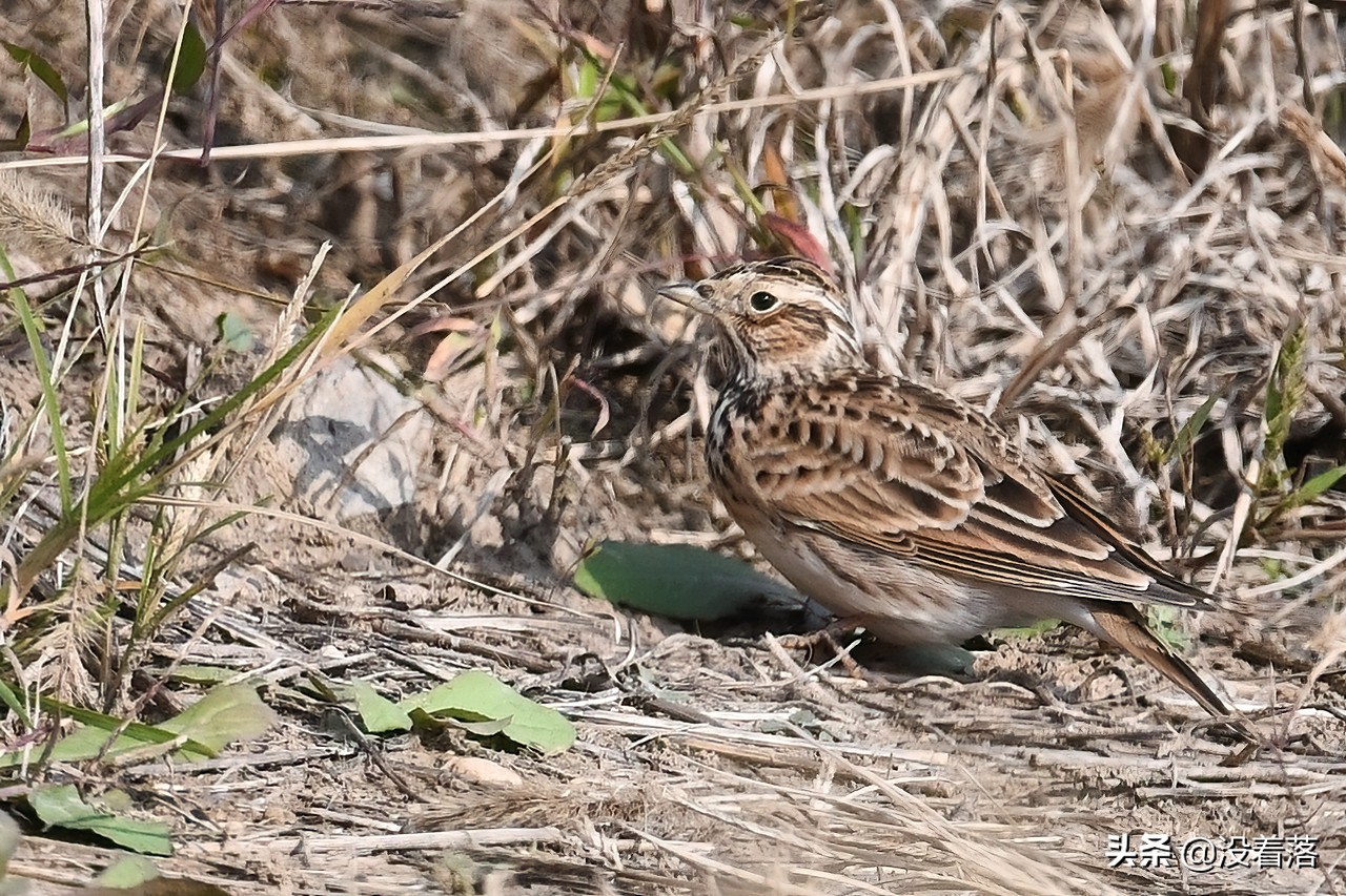 「10.13」北京沙河观鸟日记：收获长尾山椒鸟与中华攀雀