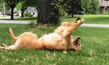 狗狗最喜欢玩的玩具是什么,狗狗必备的5种玩具