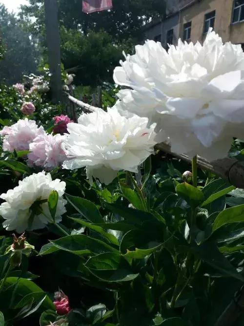 芍药沙拉是否需要放冰箱养护,芍药的养护修剪