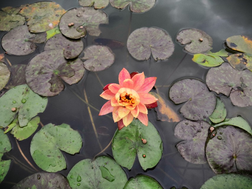 成长股有哪些重要特征,成长股是什么