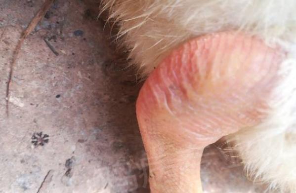 雏鹅疾病的预防与治疗,雏鹅相互啄毛是怎么回事怎么预防