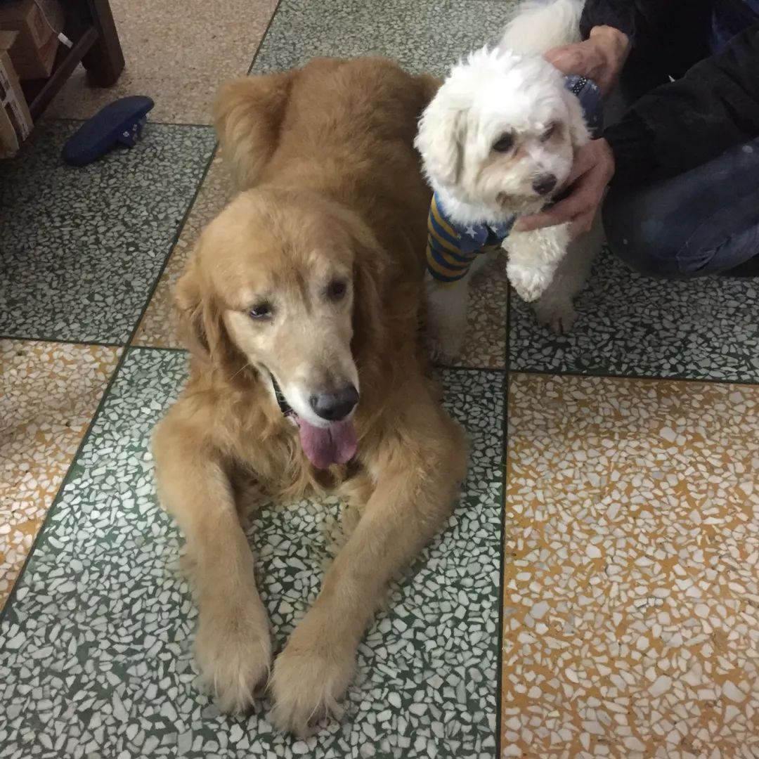 宠物金毛能活多少年,金毛等主人5年