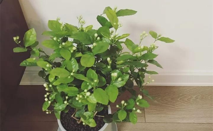 刚买的花，发蔫落苞加黄叶！为什么呢？多半是放错了位置