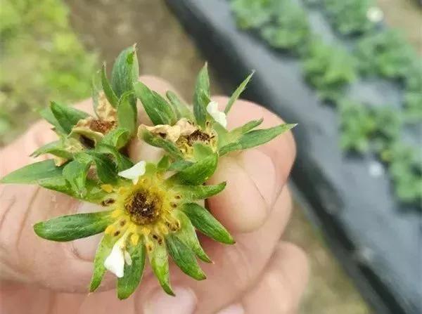 草莓叶子发黄边缘干枯补救方法,草莓心叶子萎蔫怎么办