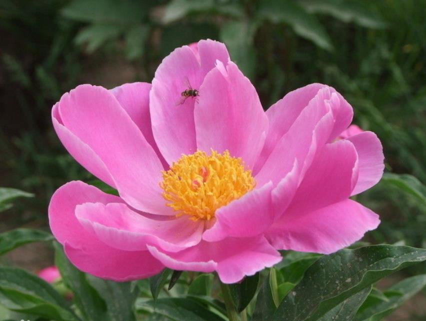 芍药这样养就能轻松爆满阳台,芍药花期怎么养护好看又好养活