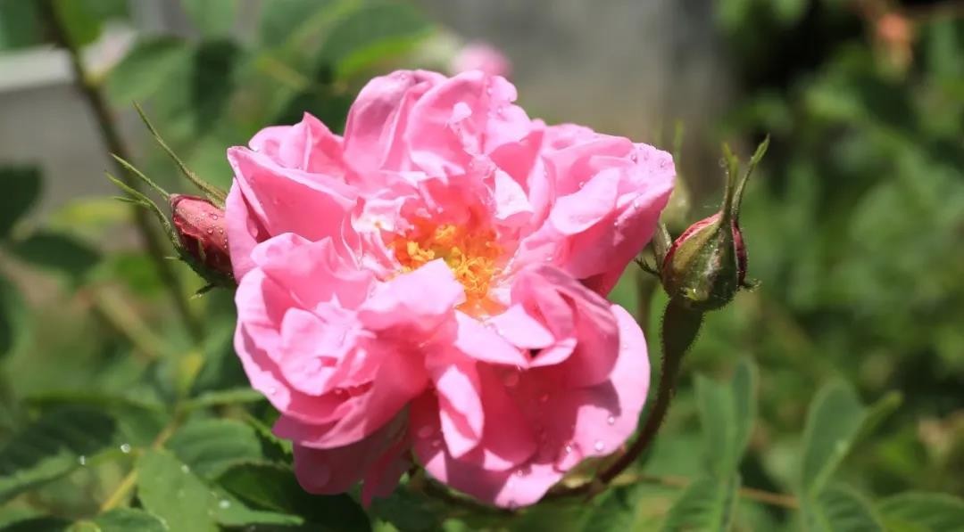 云朵玫瑰臻选,云朵玫瑰品牌有哪些