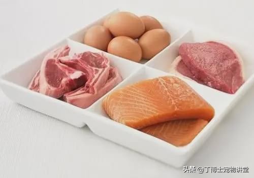 宠物食品店家无需要了解的知识,宠物食品从哪几个方面入手