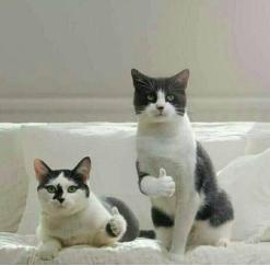 猫的本质是液体，不信看这里，萌化你