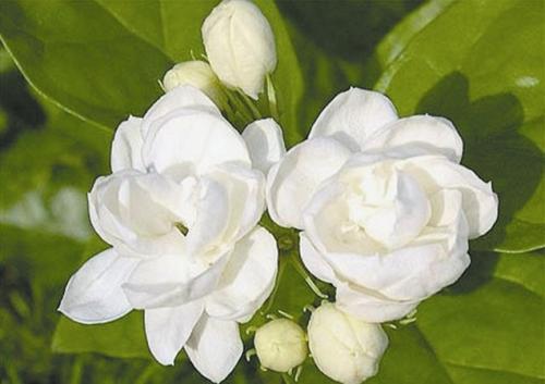 茉莉花施肥、浇水都有技巧,夏天开花多,满园飘香