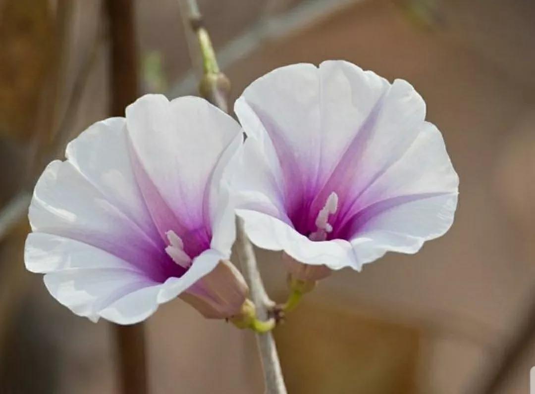 奇葩造型花：头上长草，心中有鬼，白月光。白天不开你非要晚上开