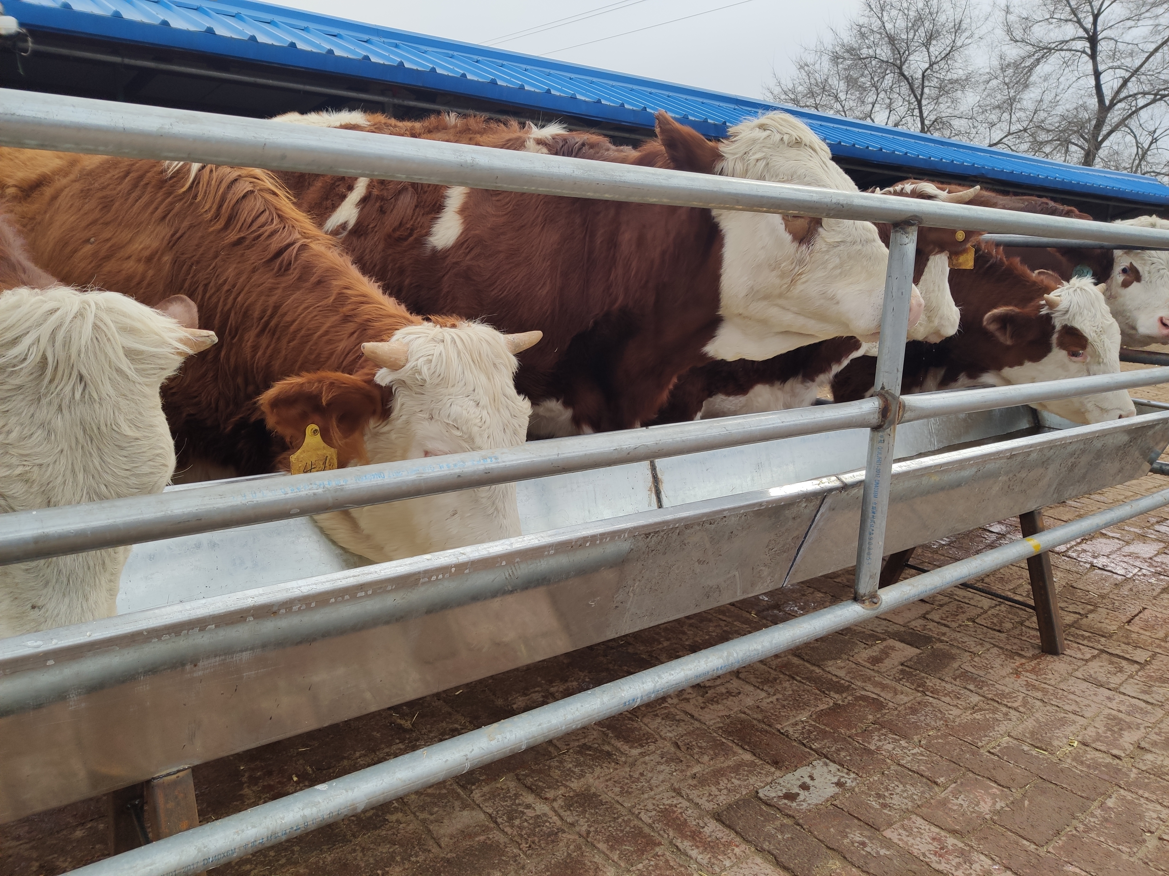 连阴雨天喂牛要注意什么,潮湿天气猫粮会坏吗