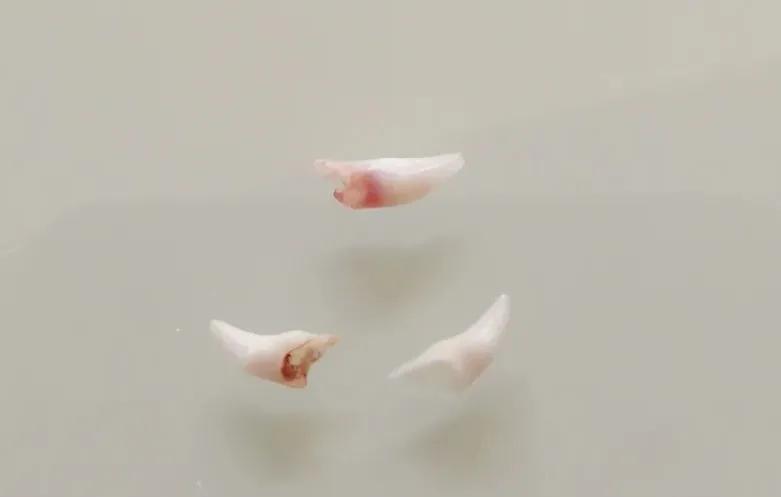 猫咪长蛀牙怎么办,猫咪蛀牙治疗费用