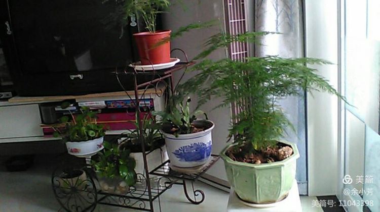 栀子花开舞蹈视频,栀子花开何炅