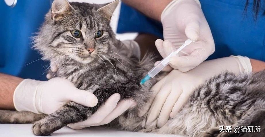 猫咪打疫苗跟狂犬疫苗一样吗,猫咪打疫苗针头往上还是往下