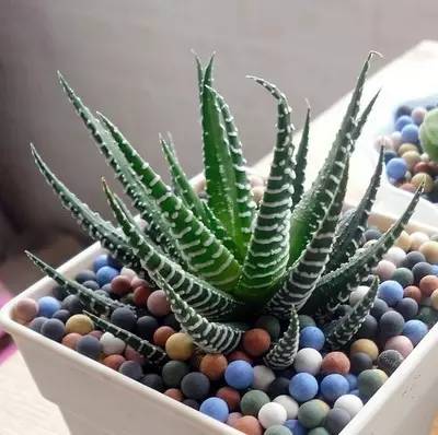 50种常见花卉浇水技巧,50种花卉种植技巧