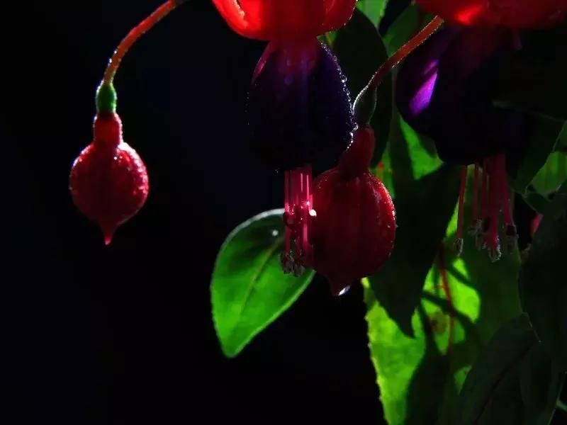 惊艳倒挂金钟,惊艳倒挂金钟图片