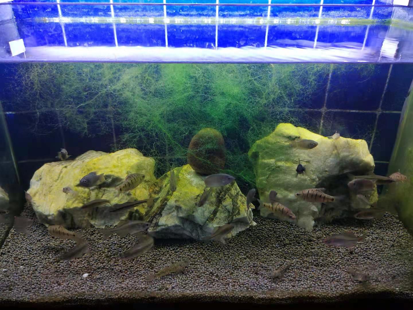 硝化细菌的正确使用方法,硝化细菌在什么情况下使用最合适