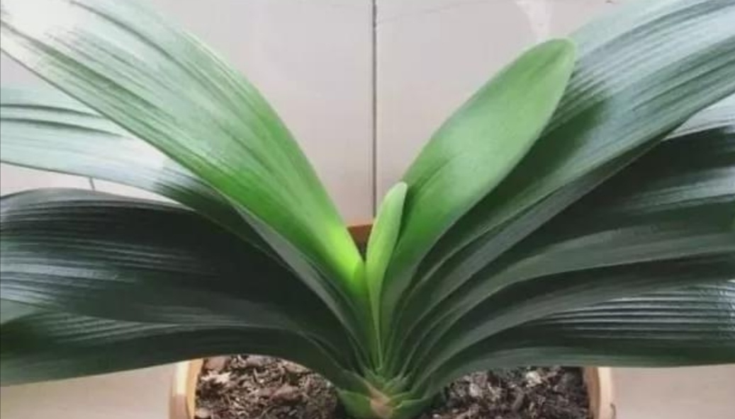 君子兰叶子少软蔫了咋办,君子兰叶子瘦怎么办