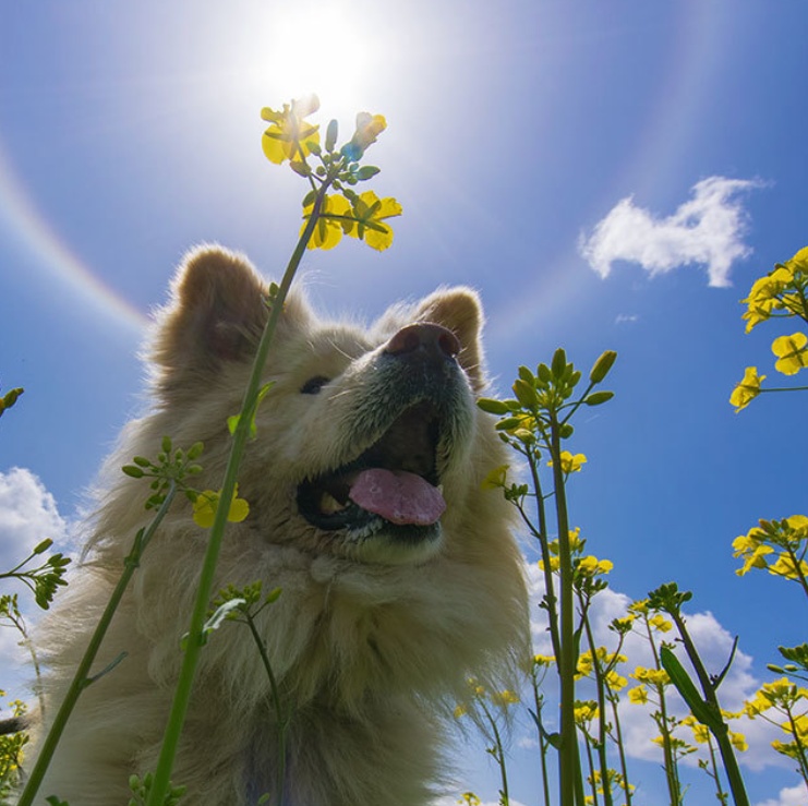 日本网红狗狗去世,日本狗死了