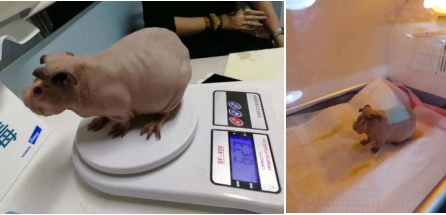 新奇物种怎么养,新奇宠物怎么养