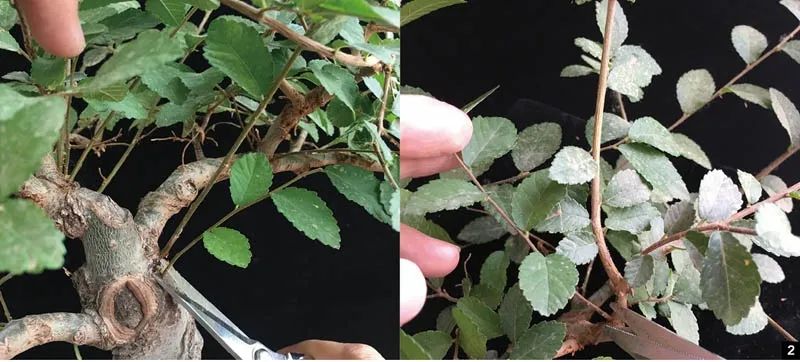 如何对盆景进行正确的修剪,盆景修剪造型入门视频