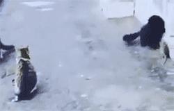 猫咪现在好上分吗,老鼠的克星猫咪