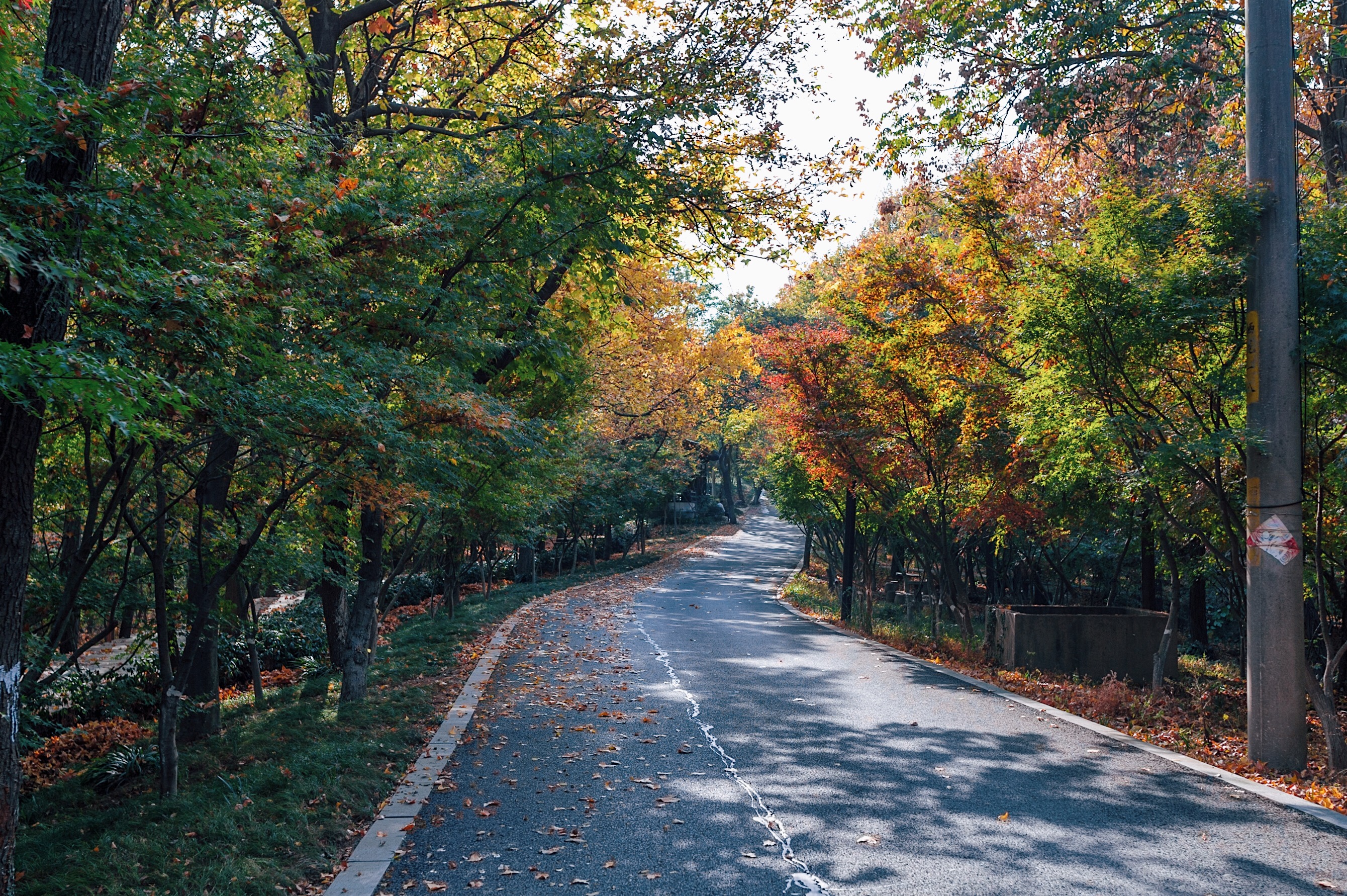 中国四大赏枫胜地南京栖霞山,南京栖霞山进入旅游赏枫季