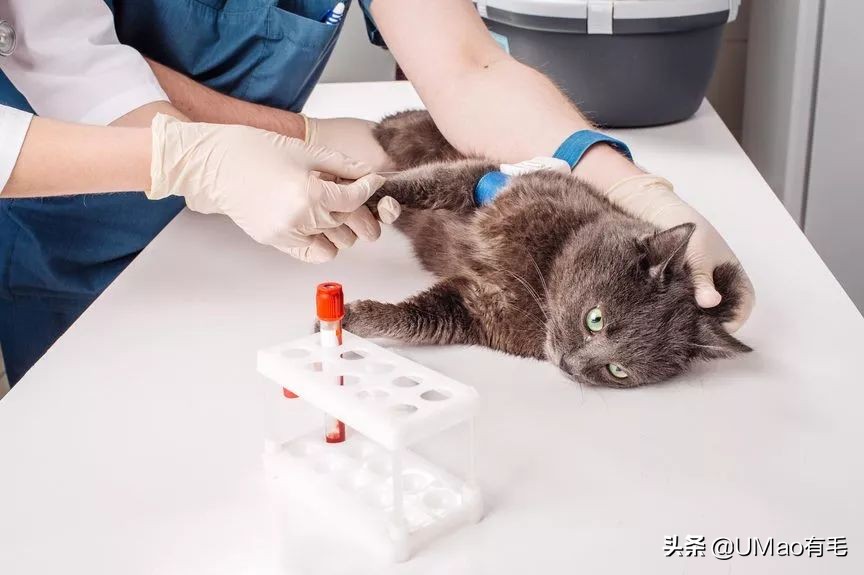 猫感冒会传染其他猫吗,猫感冒了有哪几种表现