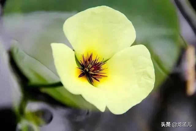 水金英，适合养在庭院大水缸里的景观植物！清新美丽又治愈