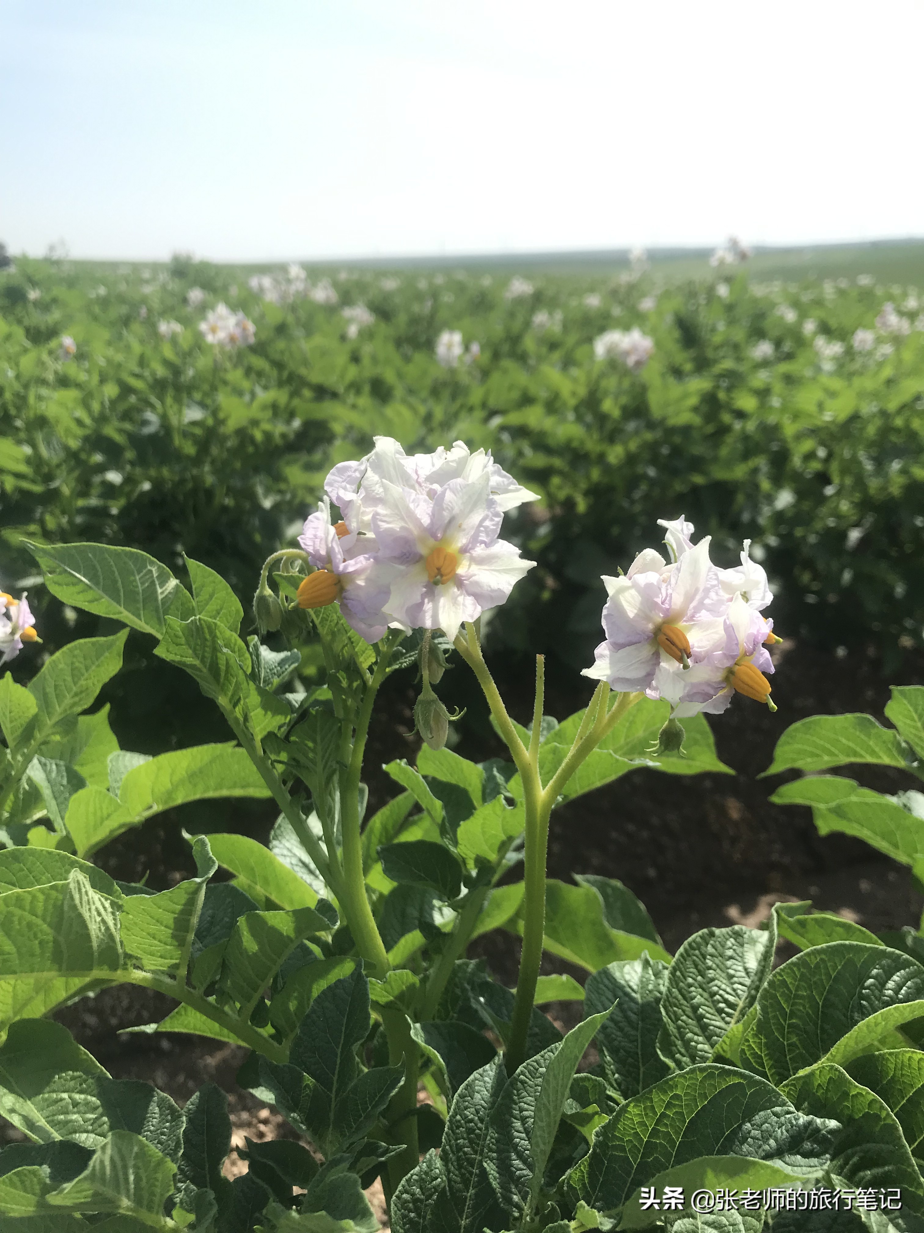乌兰察布黄花沟草原自驾游,乌兰察布大草原黄花沟网红民宿