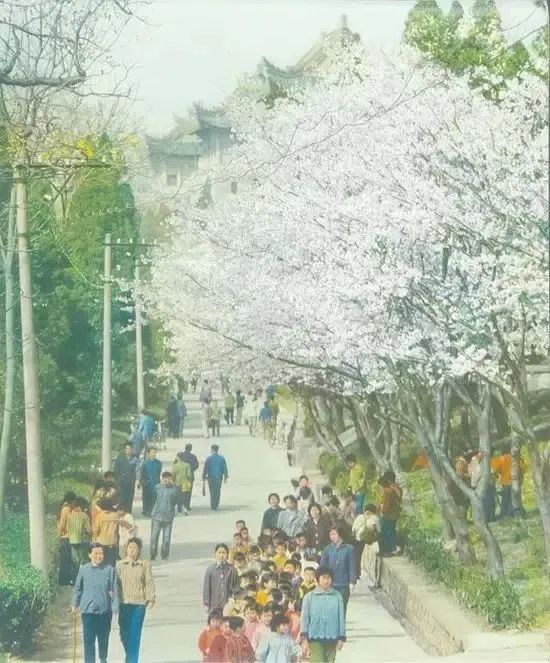 武大樱花一切美好都如约而至,武大樱花正盛开