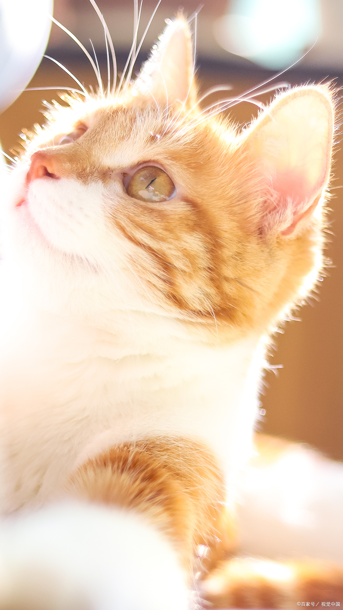 怎么训练猫亲近主人,猫主子训练动作图解