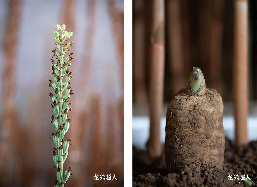 安徽道地药材天麻,天麻的道地药材