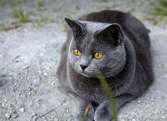 养猫必看猫咪全攻略,养猫攻略猫的品种