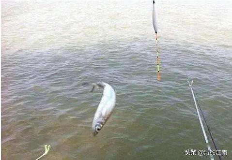 顶漂大幅顿口不中鱼什么原因,突然顶漂不中鱼怎样解决