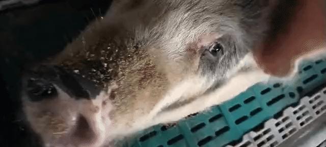 猪中暑的处理方法（附中暑视频）