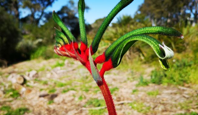 鏈堜寒鏄熷骇鎬庢牱搴斿璐熼潰鎯呯华,鏈堜寒鏄熷骇鎯呯华鐤楁剤
