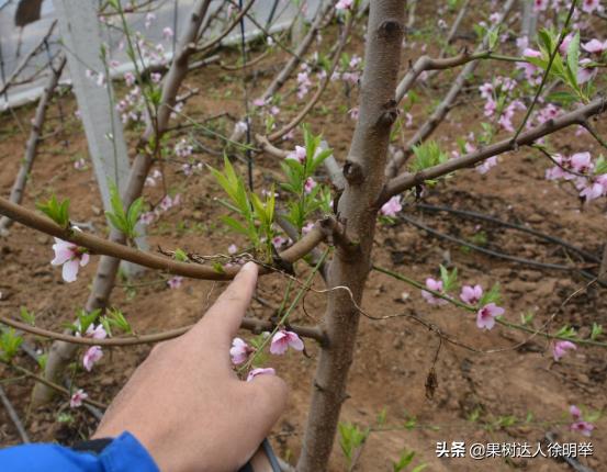 又到了一年的种植桃树的季节,一年桃树5月份修剪的正确方法