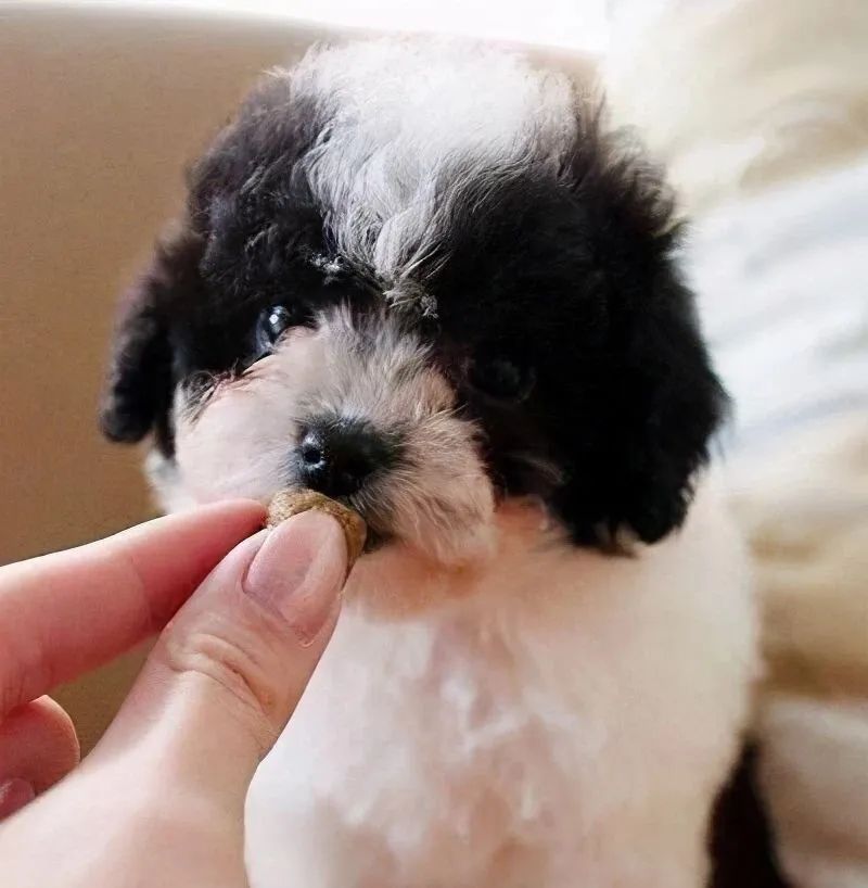 人狗寄生虫,狗狗得寄生虫病去医院治要多少钱