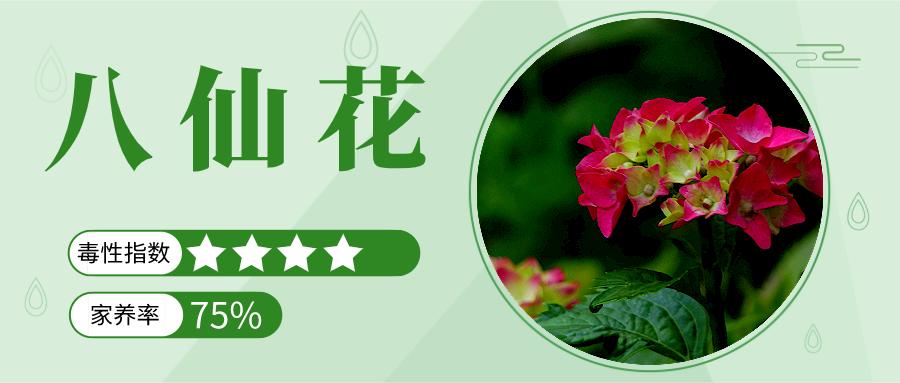 家里能养的名贵花卉排行榜,有毒性的花卉需合理养