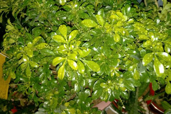 米兰花怎么养才能茂盛,米兰花怎样养才能开得更茂盛