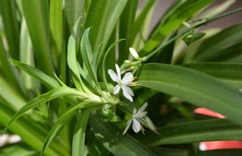 什么样的绿植适合家里养,家里适合养的大绿植有哪些