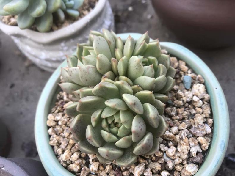 多肉叶子有斑,多肉叶子长斑是什么原因